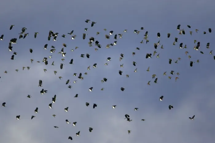 Framed Print : Lapwing - and Golden Plover (Pluvialis apricaria). flock in autumn. Northumberland, UK Framed Print : Lapwing - and Golden Plover (Pluvialis apricaria). flock in autumn. Northumberland, UK