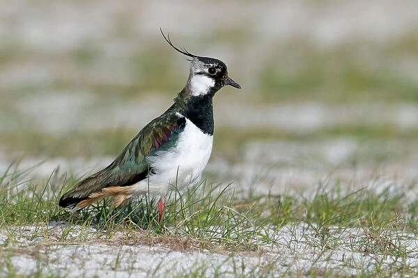 Lapwing - on machair - North Uist - Outer Hebrides