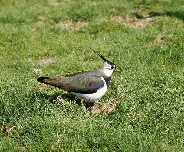 Lapwing - at nest, April. West Sussex, UK
