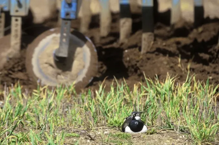 Framed Print : Lapwing Nesting in field about to be ploughed