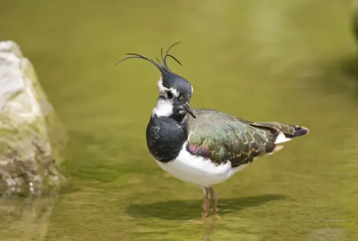 Framed Print : Lapwing Norfolk UK Framed Print : Lapwing Norfolk UK