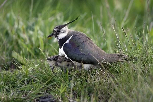 Lapwing-parent bird sheltering two chicks by cold weather, Northumberland UK