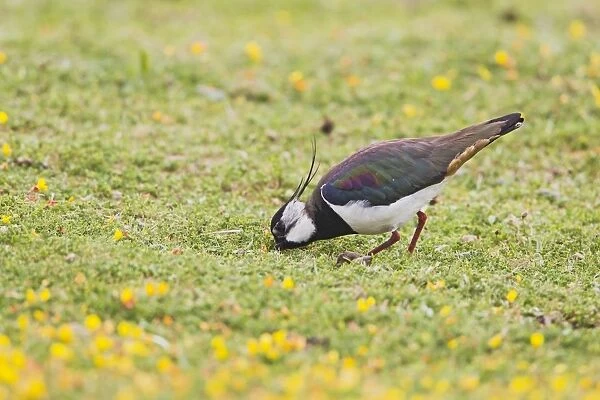 Lapwing  /  Peewit  /  Green Plover - feeding in meadow - North Wales UK 12005