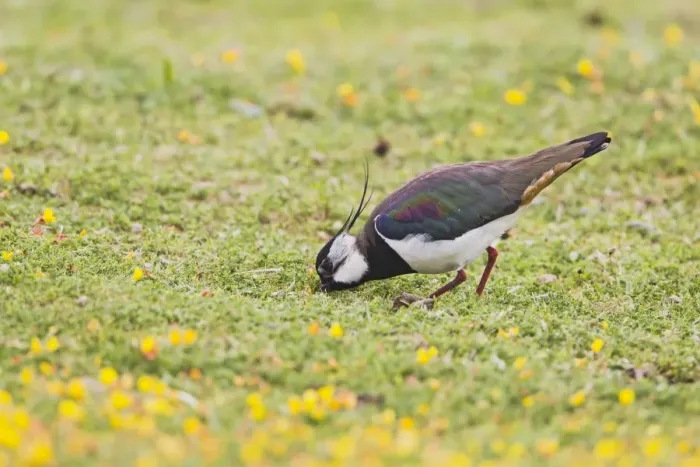 Framed Print : Lapwing / Peewit / Green Plover - feeding in meadow - North Wales UK 12005 Framed Print : Lapwing / Peewit / Green Plover - feeding in meadow - North Wales UK 12005