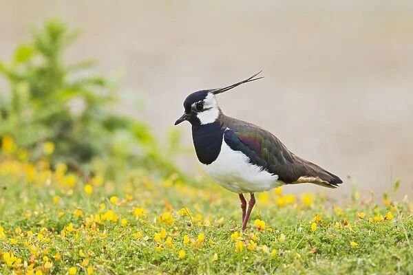 Lapwing  /  Peewit  /  Green Plover - near nest in meadow - North Wales UK 12005