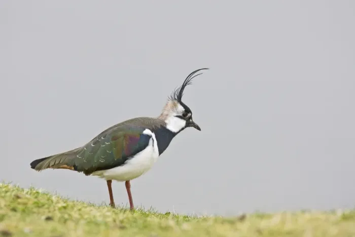 Framed Print : Lapwing / Peewit / Green Plover North Wales UK 005492 Framed Print : Lapwing / Peewit / Green Plover North Wales UK 005492