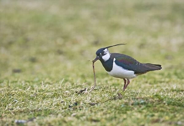 Lapwing  /  Peewit  /  Green Plover - Pulling worm North Wales UK 005470