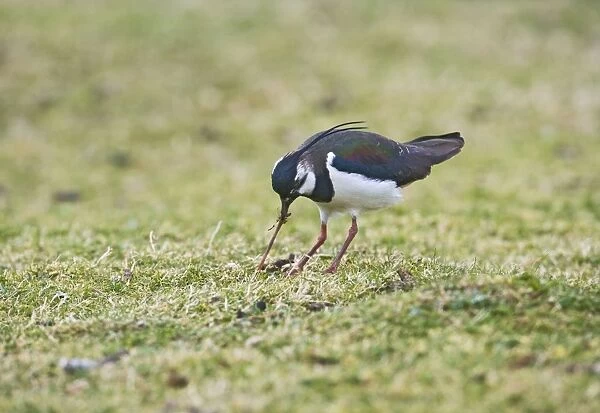 Lapwing  /  Peewit  /  Green Plover - pulling worm North Wales UK 005468