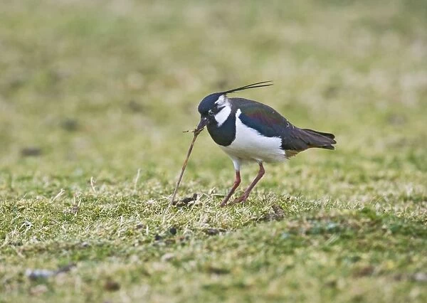 Lapwing  /  Peewit  /  Green Plover - Pulling worm North Wales UK 005469