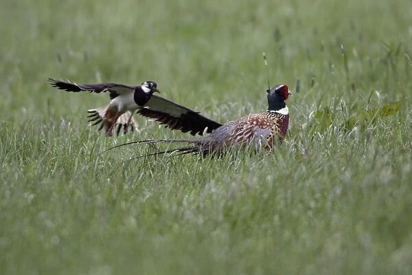 Lapwing and Pheasant (Phasianus colchicus)- Driving off pheasant away from nest Northumberland, England