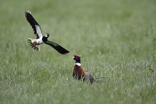 Lapwing and Pheasant (Phasianus colchicus) - Driving off pheasant away from nest Northumberland, England