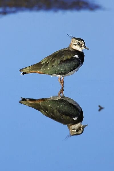 Lapwing - resting in shallow lake, Northumberland National Park, England