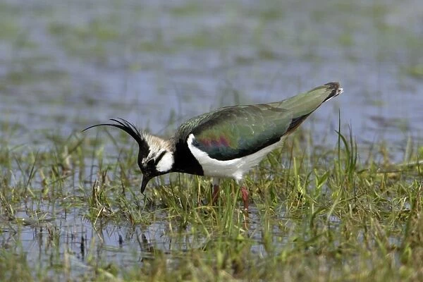 Lapwing- searching for food on water meadow, Neusiedler See NP, Austria