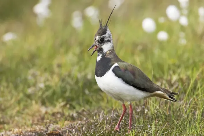Framed Print : Lapwing Shetland Mainland, UK BI010848 Framed Print : Lapwing Shetland Mainland, UK BI010848