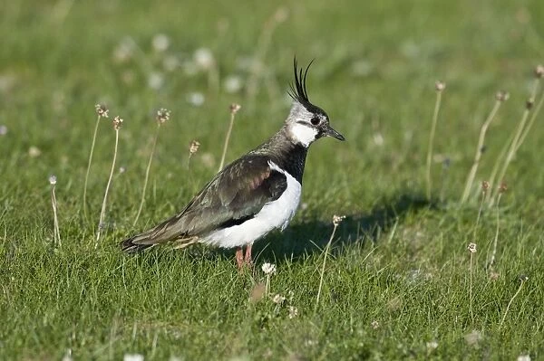Lapwing - in short turf - North Uist - Outer hebrides