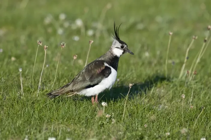 Framed Print : Lapwing - in short turf - North Uist - Outer hebrides Framed Print : Lapwing - in short turf - North Uist - Outer hebrides