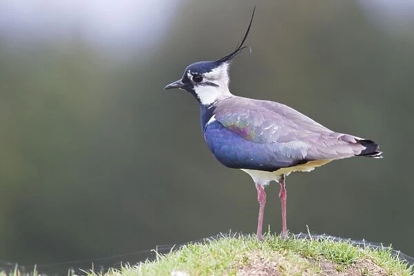 Lapwing - single adult standing on grassy mound. Scotland, UK