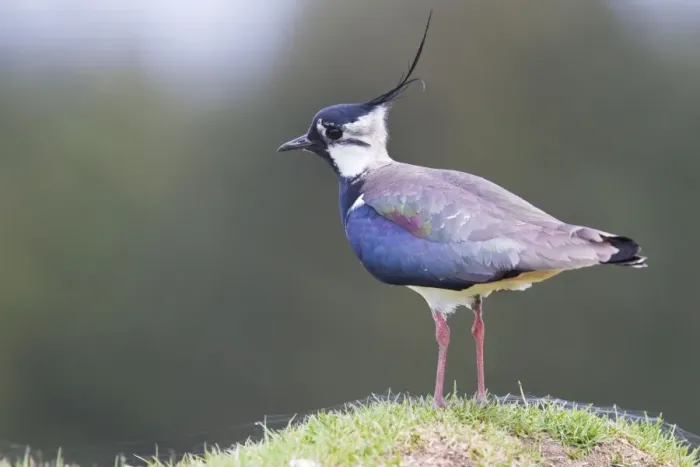 Framed Print : Lapwing - single adult standing on grassy mound. Scotland, UK Framed Print : Lapwing - single adult standing on grassy mound. Scotland, UK