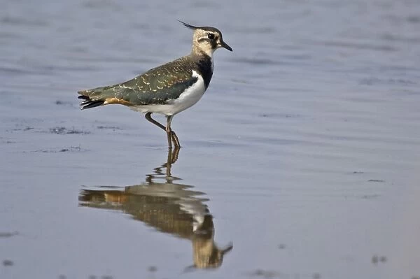 Lapwing - standing in shallow water with reflection - Norfolk - UK