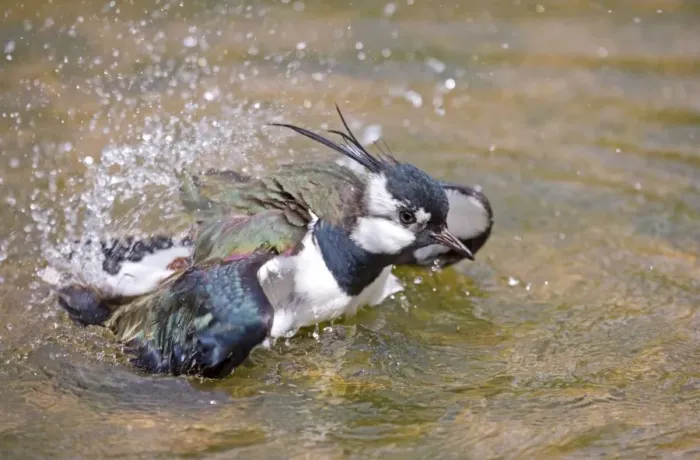 Framed Print : Lapwing Washing in Pool of Water UK Framed Print : Lapwing Washing in Pool of Water UK
