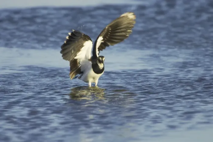 Framed Print : Lapwing - Washing Venellus venellus Oare Marshes RSPB Reserve Kent, UK BI012815 Framed Print : Lapwing - Washing Venellus venellus Oare Marshes RSPB Reserve Kent, UK BI012815