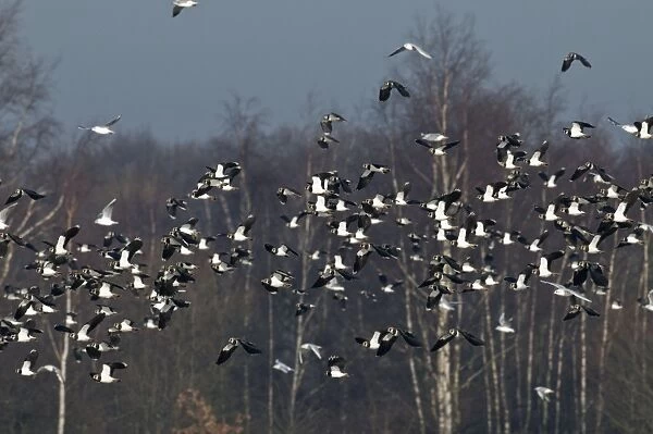 Lapwings - flock in flight - South Yorkshire - UK