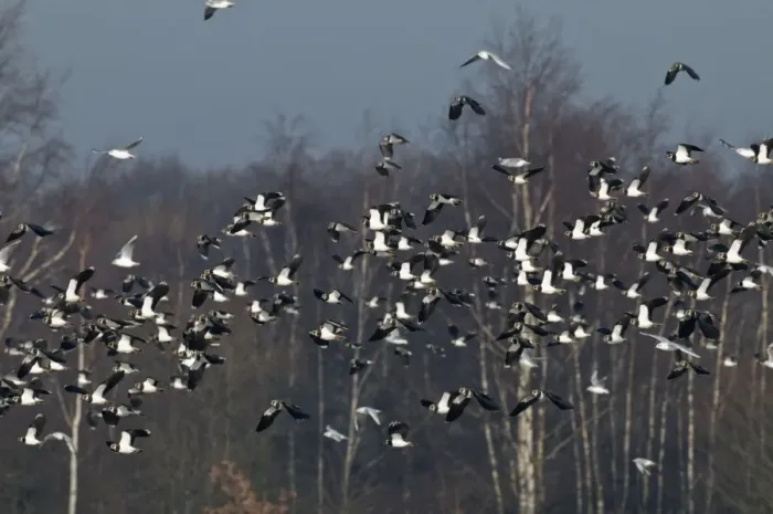 Framed Print : Lapwings - flock in flight - South Yorkshire - UK Framed Print : Lapwings - flock in flight - South Yorkshire - UK