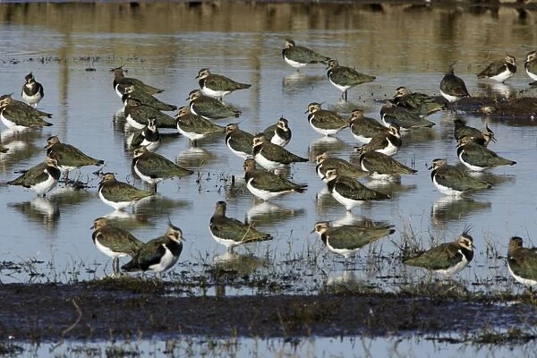 Lapwings - flock resting in shallow lake, Northumberland National Park, autumn, England