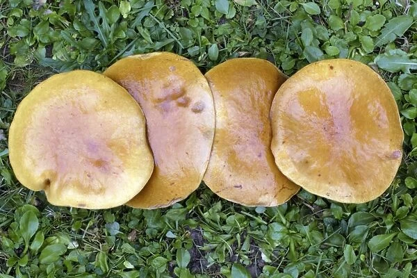 Larch Bolete Fungus - caps growing on lawn at base of larch tree, Lower Saxony, Germany