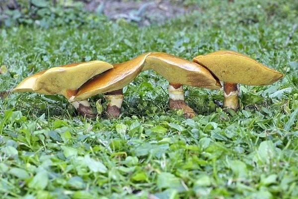 Larch Bolete Fungus - growing on lawn at base of larch tree. Lower Saxony, Germany