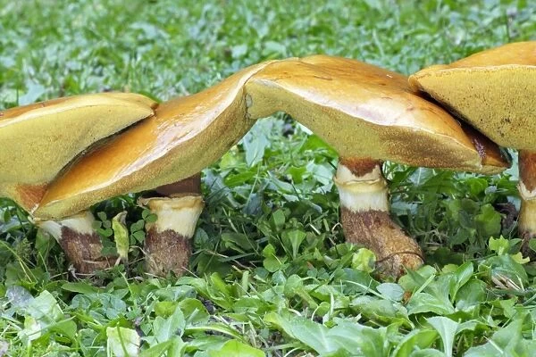 Larch Bolete Fungus - growing on lawn at base of larch tree. Lower Saxony, Germany