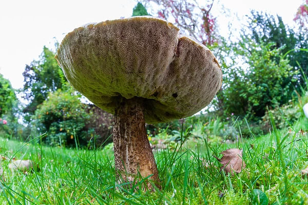 Larch Bolete Fungus - growing on lawn in garden at base of larch tree, low wide - angle view Lower Saxony, Germany