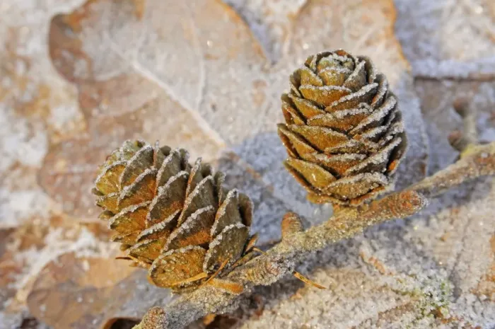 Framed Print : Larch Cones Framed Print : Larch Cones