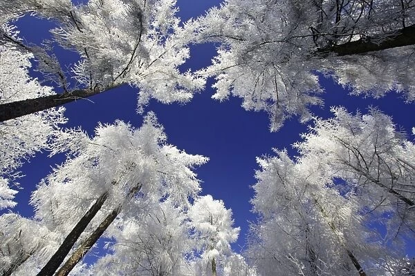 Larch Trees - Covered with snow and frost in winter. Meissner Hills, North Hessen, Germany