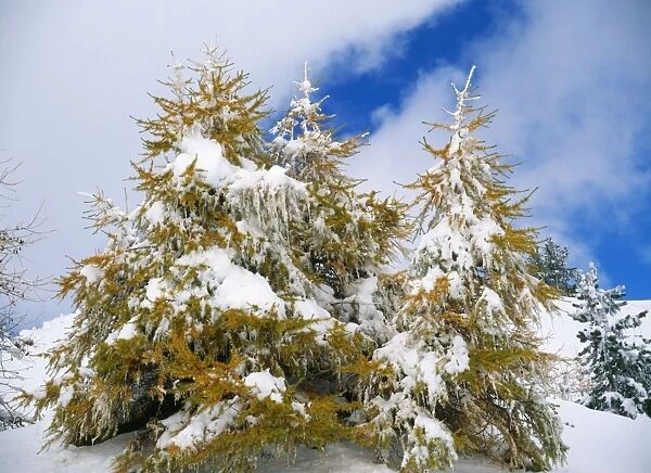 Larch Trees - covered in snow at high altitude French Alps