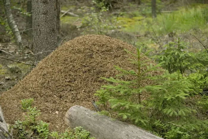 Framed Print : Large and ancient wood ants nest in coniferous woodland, Sweden
