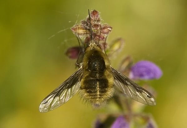 Large bee fly (Bombylius major agg. ) settled