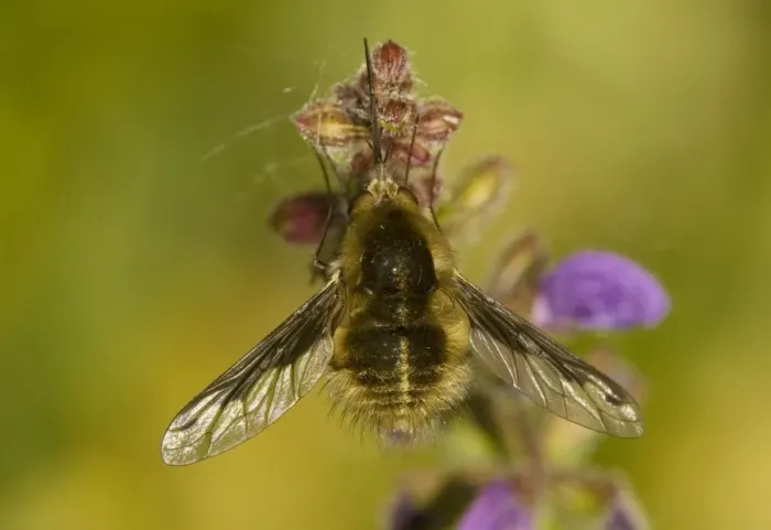 Framed Print : Large bee fly (Bombylius major agg. ) settled Framed Print : Large bee fly (Bombylius major agg. ) settled