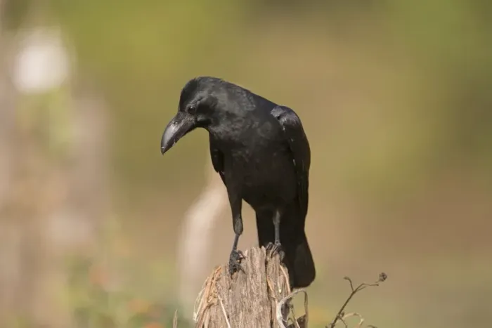 Framed Print : Large-billed Crow Framed Print : Large-billed Crow