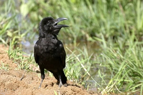 Large-billed Crow Bandhavgarh NP India