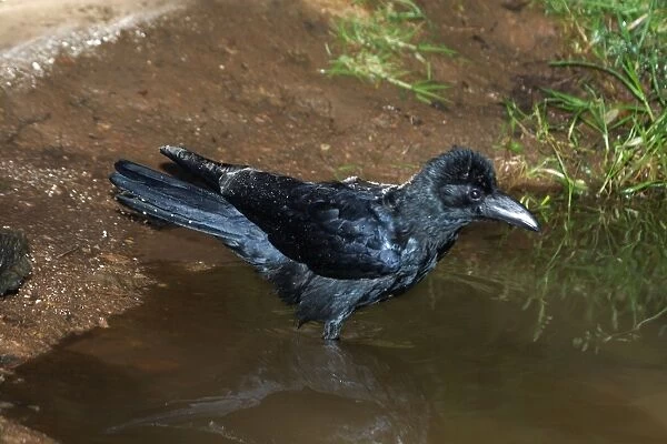 Large-billed  /  Jungle Crow - Bathing Found almost everywhere throughout India except deserts. Ootacamund Botanic Gardens, Nilgiri Hills, Western Ghats, South India, Asia