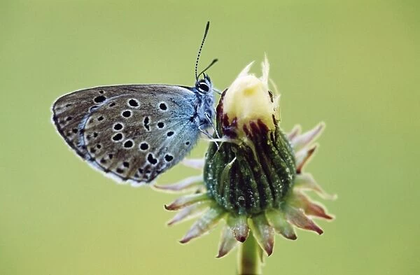 Large Blue Butterfly Gran Paradiso, Italy