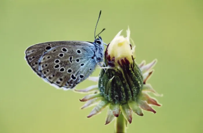 Framed Print : Large Blue Butterfly Gran Paradiso, Italy Framed Print : Large Blue Butterfly Gran Paradiso, Italy