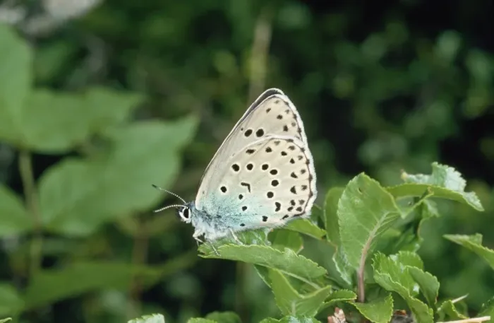 Framed Print : Large Blue Butterfly Pyrenees Framed Print : Large Blue Butterfly Pyrenees