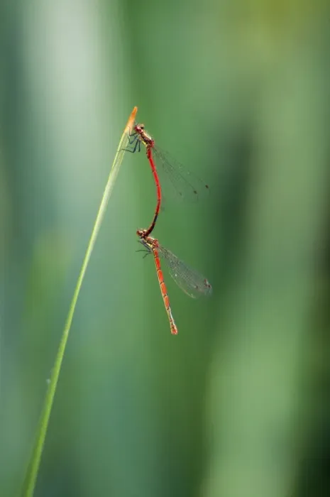 Framed Print : Large Common Red Damselflies - mating - UK Framed Print : Large Common Red Damselflies - mating - UK