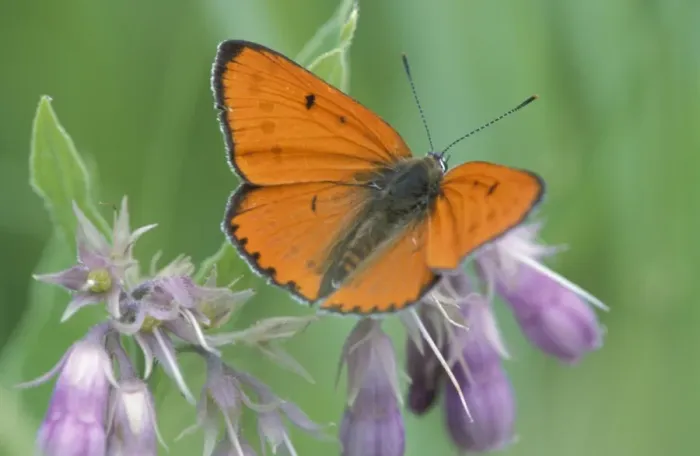 Framed Print : Large Copper Butterfly - Male on Comfrey The Wieden, Overijssel, The Netherlands