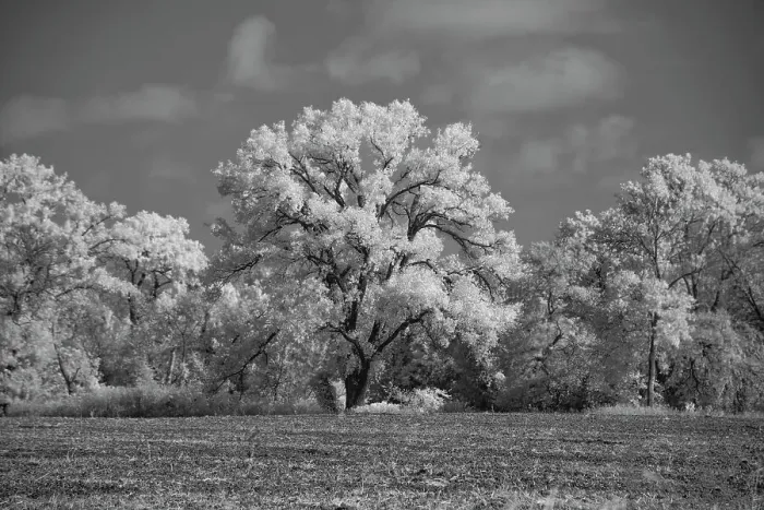 Framed Print : Large Cottonwood tree dominates other trees along side of field Date: 10-10-2020 Framed Print : Large Cottonwood tree dominates other trees along side of field Date: 10-10-2020