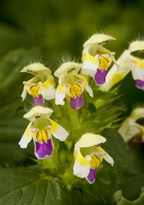Framed Print : Large-flowered Hemp nettle - in flower - arable weed Framed Print : Large-flowered Hemp nettle - in flower - arable weed