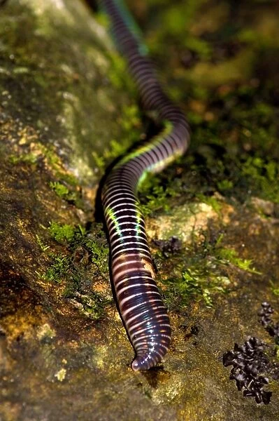 A large fluorescent worm (unidentified) lies on a boulder near a stream in a primary rainforest in river Danum valley conservation area; Sabah, Borneo, Malaysia; June. Ma39. 3306