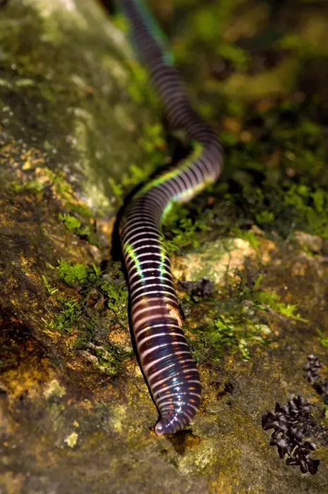 Framed Print : A large fluorescent worm (unidentified) lies on a boulder near a stream in a primary rainforest in river Danum valley conservation area; Sabah, Borneo, Malaysia; June. Ma39. 3306 Framed Print : A large fluorescent worm (unidentified) lies on a boulder near a stream in a primary rainforest in river Danum valley conservation area; Sabah, Borneo, Malaysia; June. Ma39. 3306